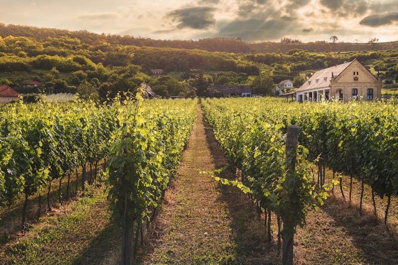 Waiheke Island vineyard with ocean views